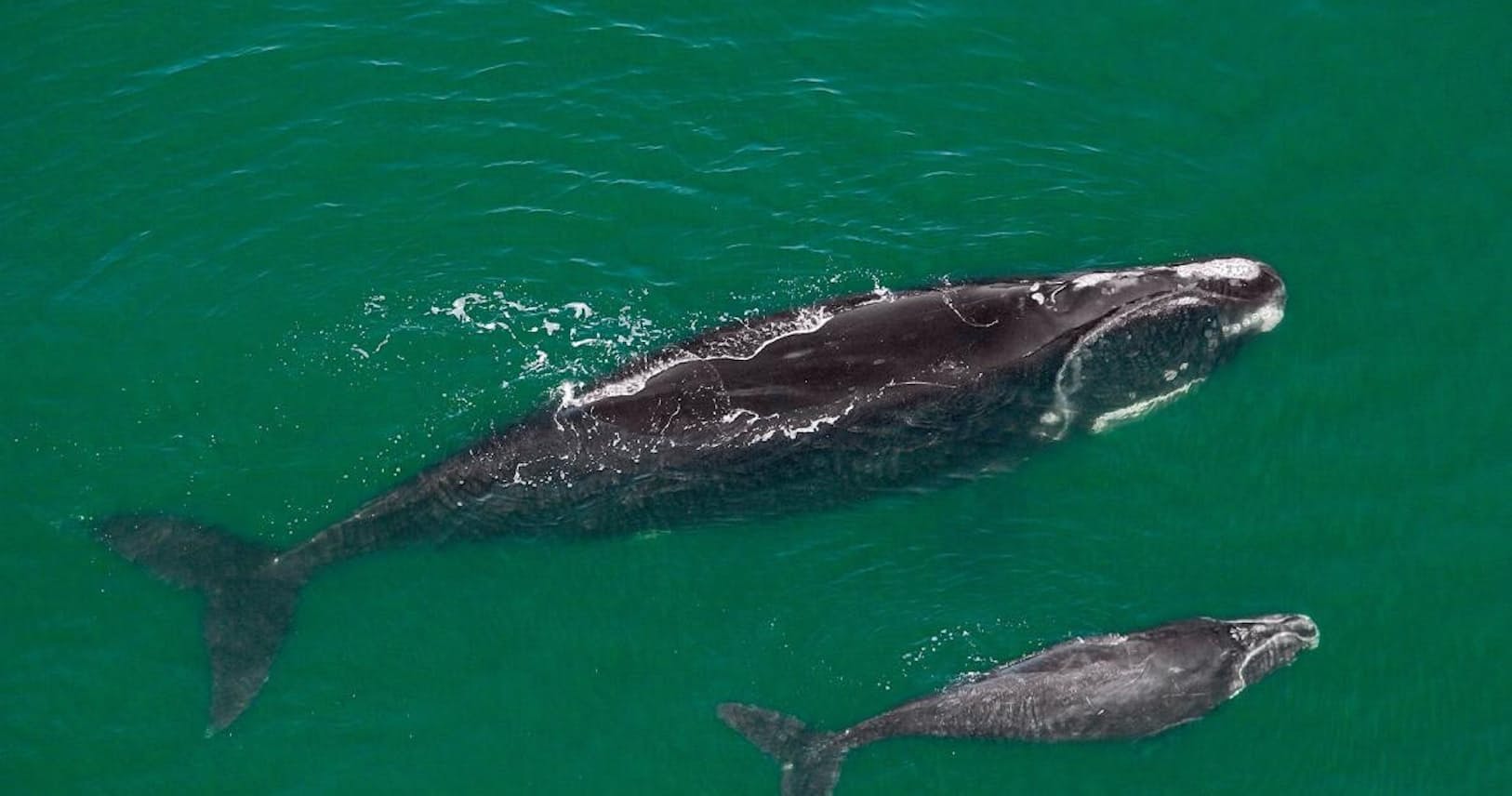 なぜ激ヤセ 北大西洋のセミクジラ 科学者は絶滅懸念 Nikkei Style