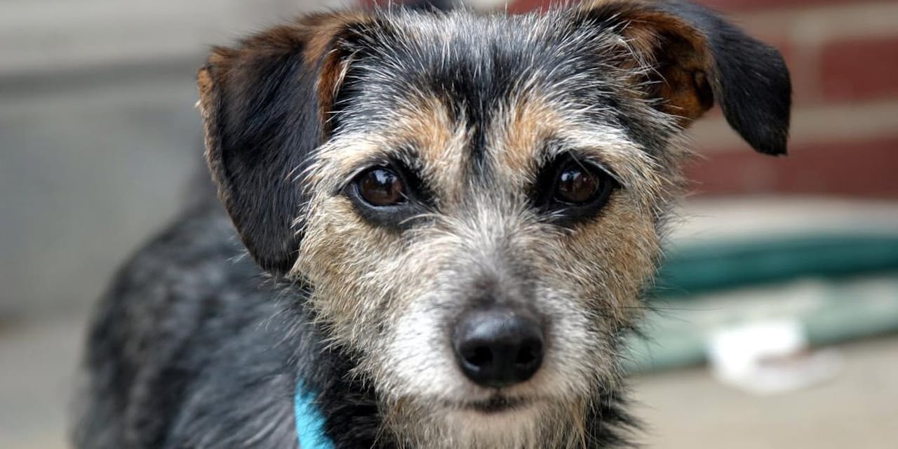 犬が教える有毒性 化学物質の体への影響 人間と同じ Nikkei Style 犬が教える有毒性 化学物質の体への影響 人間と同じ Nikkei Style