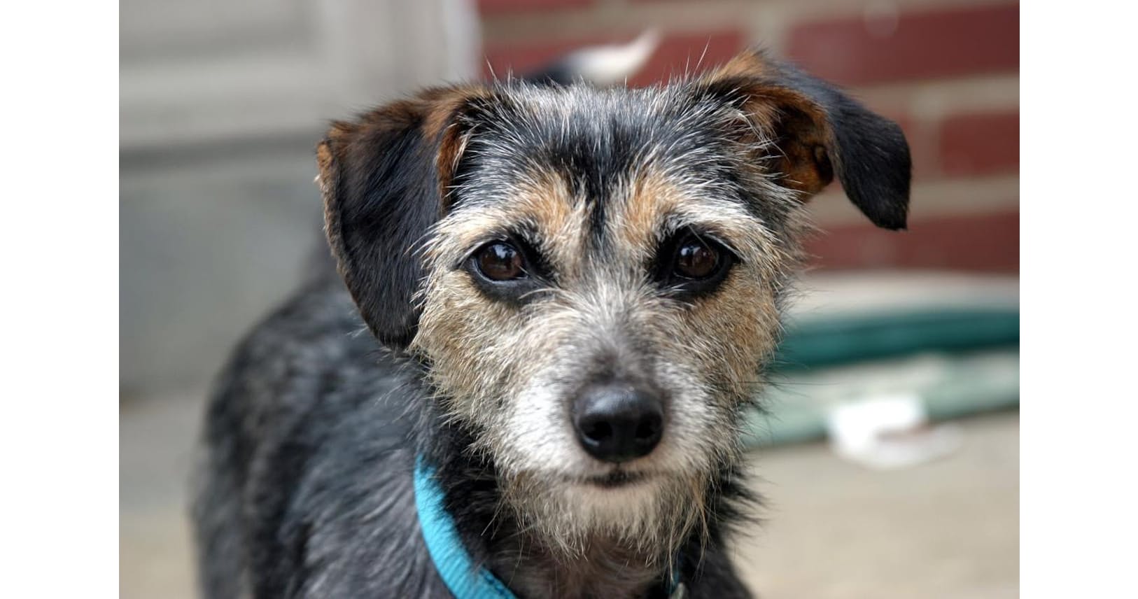 犬が教える有毒性 化学物質の体への影響 人間と同じ Nikkei Style 犬が教える有毒性 化学物質の体への影響 人間と同じ Nikkei Style