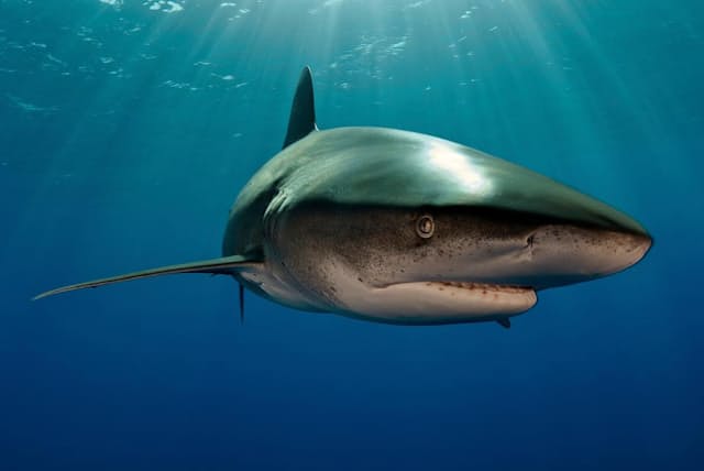 ハワイ深海でサメと巨大イカ激闘 初めて証拠見つかる Nikkei Style ハワイ深海でサメと巨大イカ激闘 初めて証拠見つかる Nikkei Style