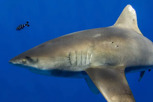 ハワイ深海でサメと巨大イカ激闘 初めて証拠見つかる Nikkei Style ハワイ深海でサメと巨大イカ激闘 初めて証拠見つかる Nikkei Style
