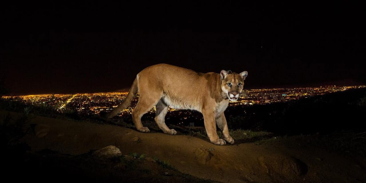 コロナの意外な影響 野生動物の事故死が米国で大幅減 ナショジオ Nikkei Style