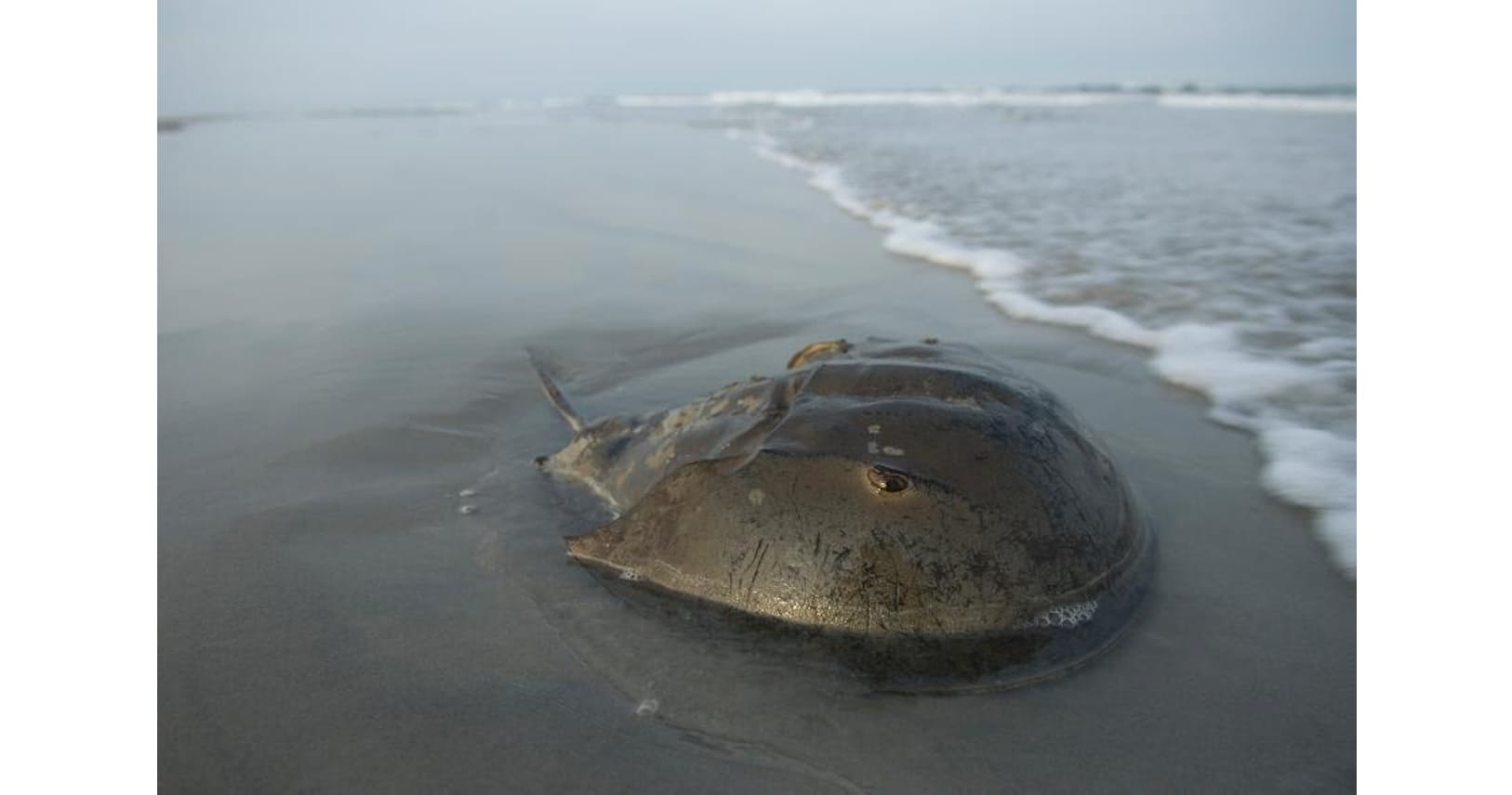カブトガニの青い血の恩恵 コロナワクチンでカブトガニ危機 企業が頼る青い血 Nikkei Style カブトガニの青い血の恩恵 コロナワクチンでカブトガニ危機 企業が頼る青い血 Nikkei Style