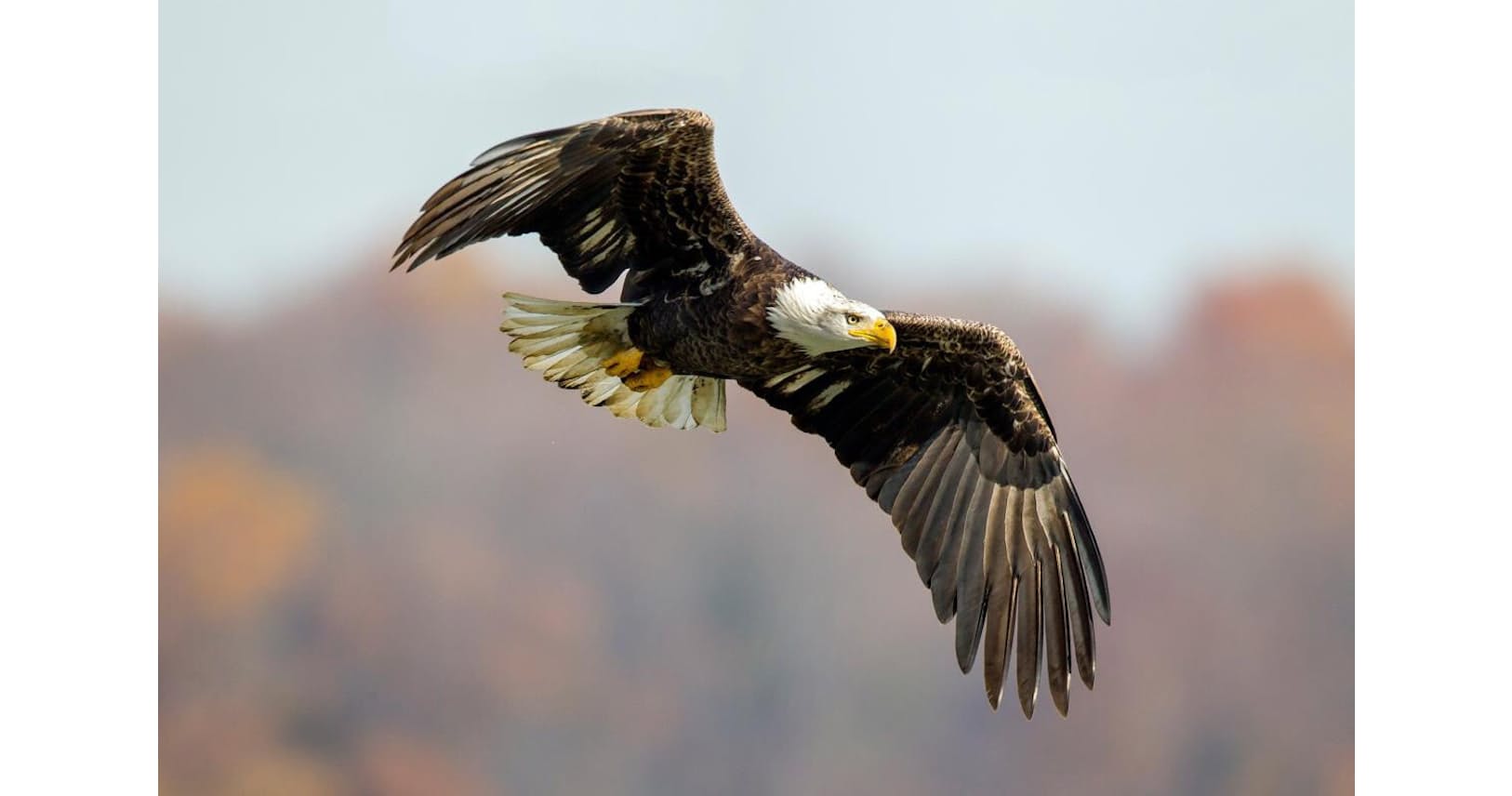 心臓を一突きされたハクトウワシ 真犯人は意外な動物 Nikkei Style