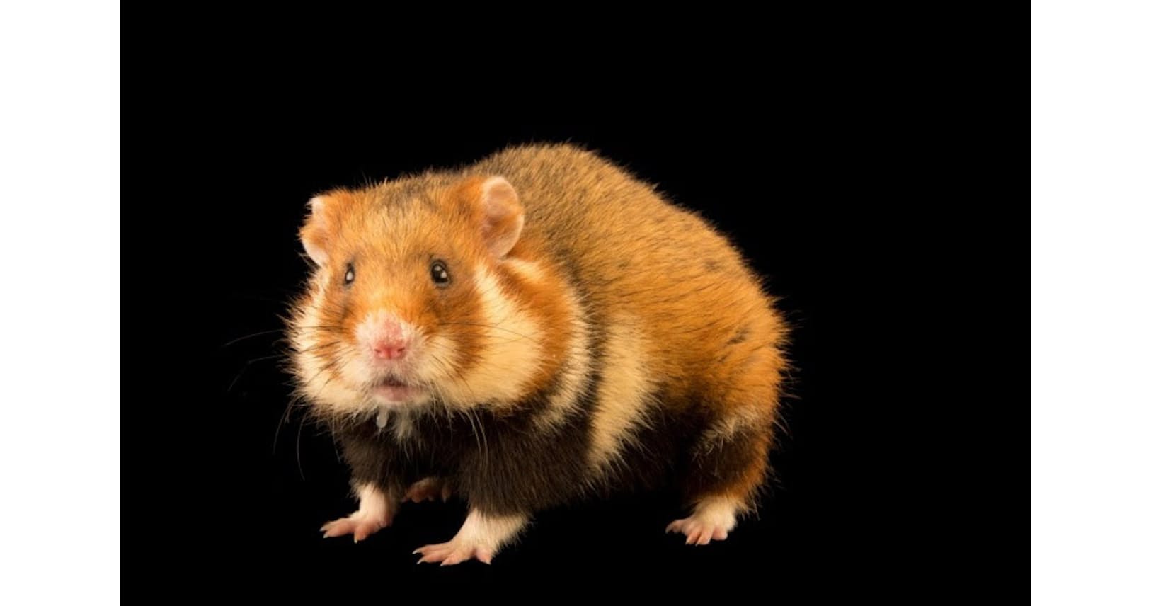 生態系まとめるヨーロッパハムスター 30年で絶滅か Nikkei Style 生態系まとめるヨーロッパハムスター 30年で絶滅か Nikkei Style