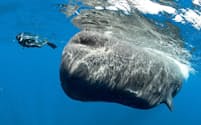 マッコウクジラはドミニカの住民だ。そばを泳ぐこともできるが、ツアー会社は少数の認可制で、厳格な動物福祉のルールが課されている（PHOTOGRAPH BY FRANCO BANFI, WWW.WILDLIFEPHOTOTOURS.CH, PICTURE TAKEN UNDER LICENSE N. RP 17 - 01/02 FIS-4）