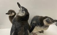 4月末にすみだ水族館で生まれた3羽のマゼランペンギンの赤ちゃん。名前は「おもち」「おこめ」「きなこ」（写真提供/すみだ水族館）