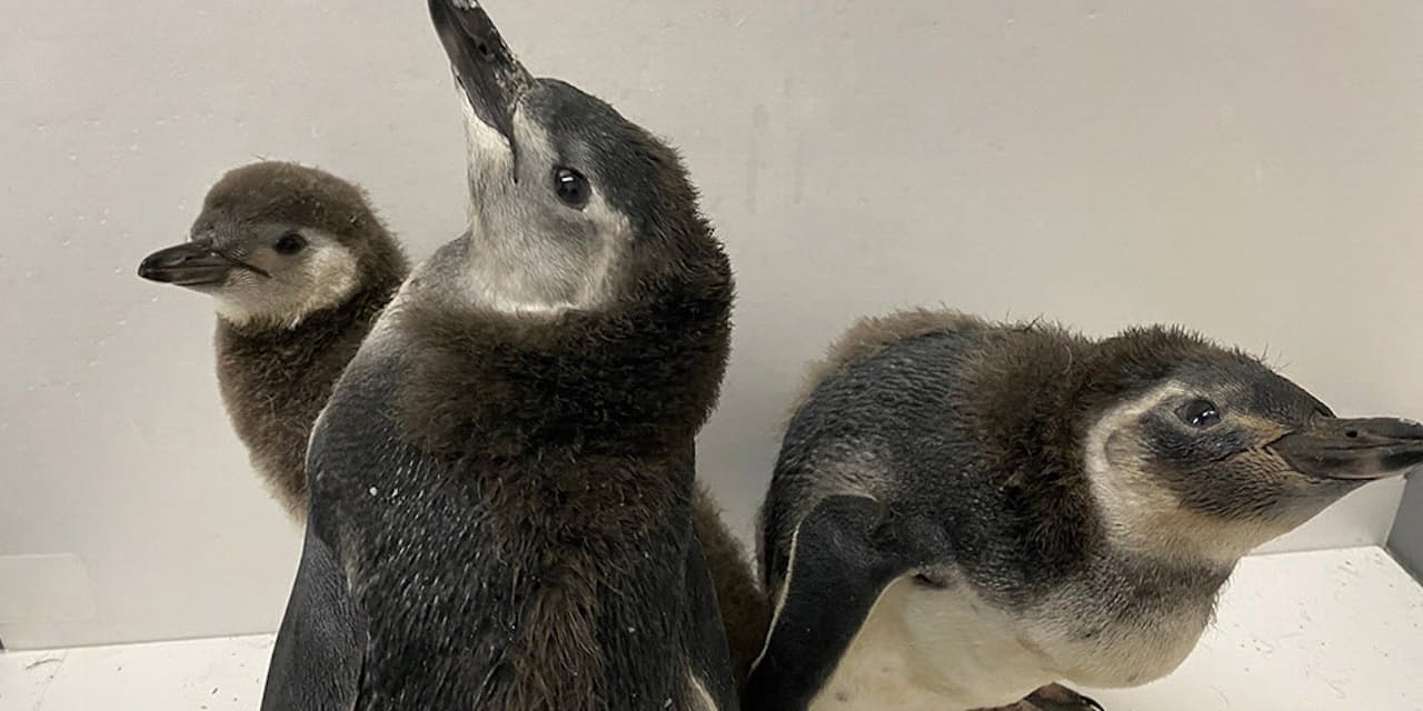 社会的距離はペンギン何羽 すみだ水族館が展示解説 Nikkei Style 社会的距離はペンギン何羽 すみだ水族館が展示解説 Nikkei Style