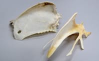 トビの胸骨（左）とニワトリの胸骨（右）。ニワトリの胸骨は板のようではなく枝状になっている（写真提供：川上和人）

