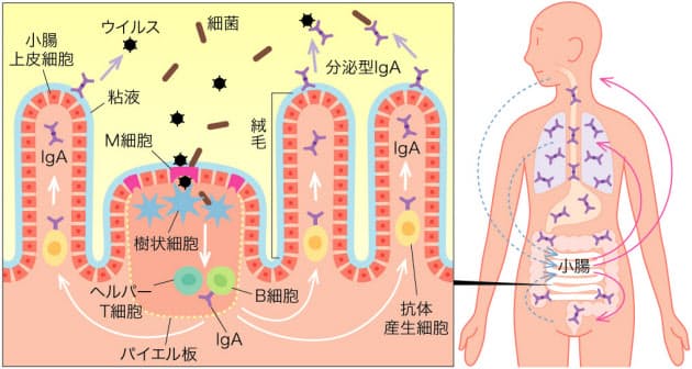 全身の粘膜で病原体を防ぐ主役iga抗体 小腸がふるさと 感染から体守る粘膜免疫 高 Nikkei Style