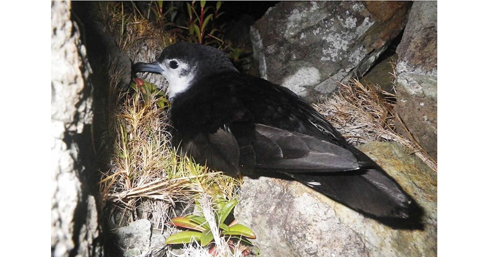 外来生物だから駆除しよう は危険 鳥類学の視点 Nikkei Style 外来生物だから駆除しよう は危険 鳥類学の視点 Nikkei Style