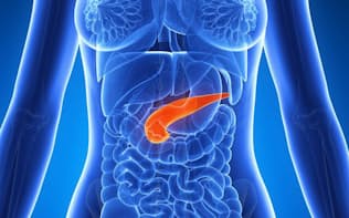膵臓は胃の裏側に位置し、消化酵素やインスリンを分泌している。(C)Sebastian Kaulitzki-123RF