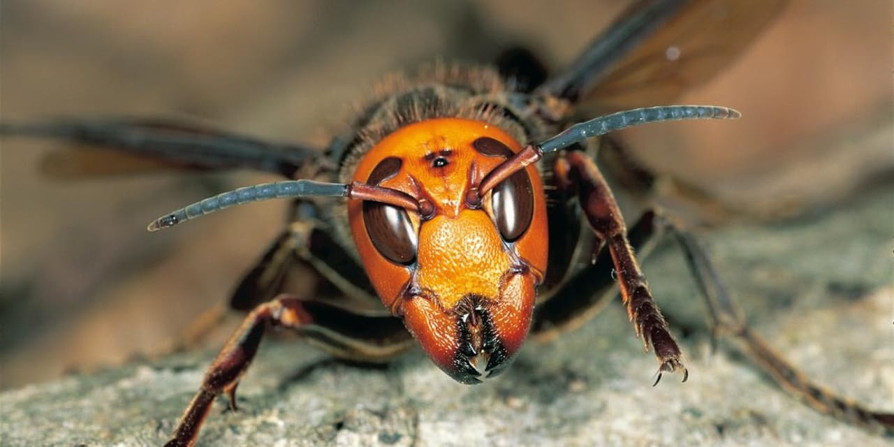 米 殺人スズメバチ 騒動が示す 危うい異常な虫嫌い Nikkei Style