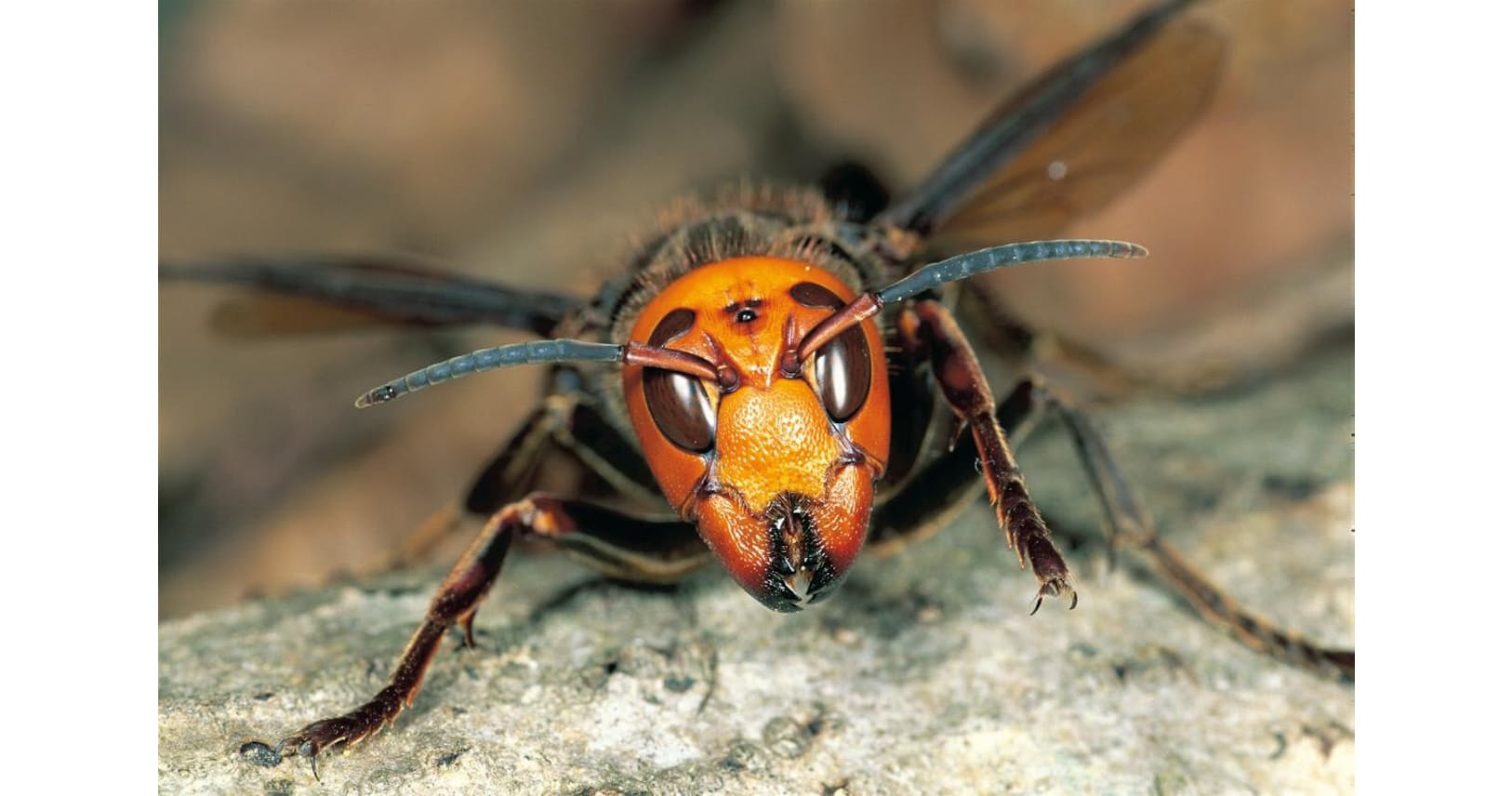 米 殺人スズメバチ 騒動が示す 危うい異常な虫嫌い Nikkei Style 米 殺人スズメバチ 騒動が示す 危うい異常な虫嫌い Nikkei Style