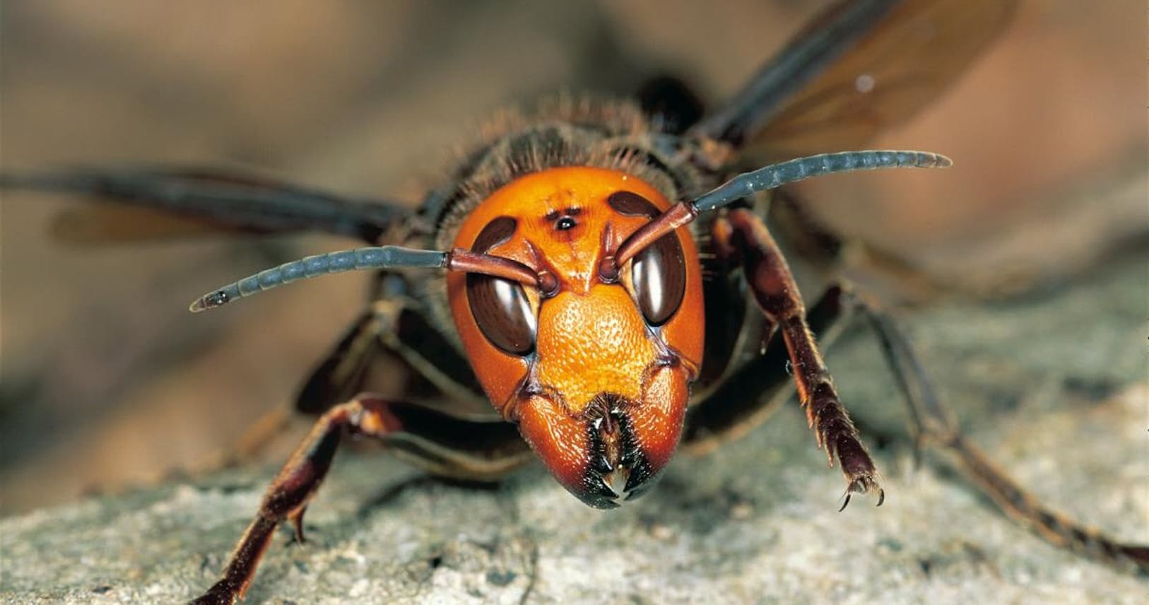 米 殺人スズメバチ 騒動が示す 危うい異常な虫嫌い Nikkei Style 米 殺人スズメバチ 騒動が示す 危うい異常な虫嫌い Nikkei Style