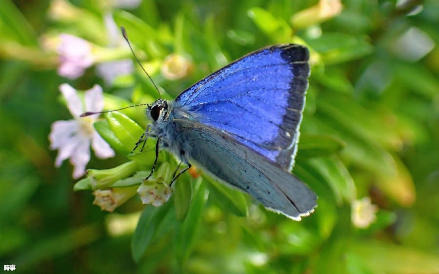 オガサワラシジミ絶滅か 日本固有のチョウ 環境省 日本経済新聞