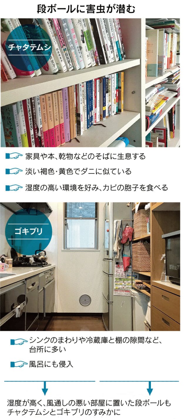 段ボールは害虫に注意 処分は早く 天日干しもok Nikkei Style 段ボールは害虫に注意 処分は早く 天日干しもok Nikkei Style