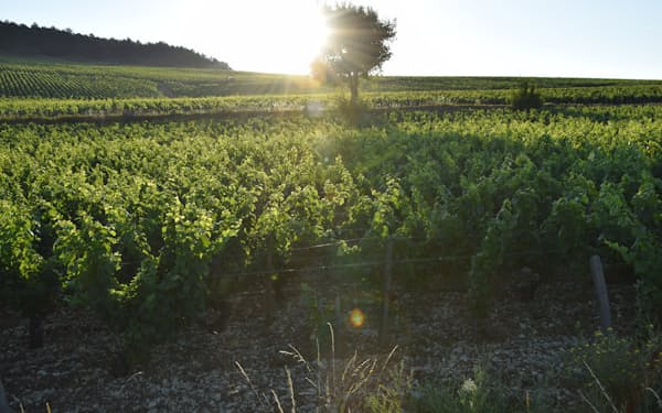 朝陽を浴びるシャブリ・グラン・クリュの1つ「レ・クロ」の畑。レ・クロは7つあるグラン・クリュの畑の中でも、最も上質のワインを産するといわれている（筆者撮影）
