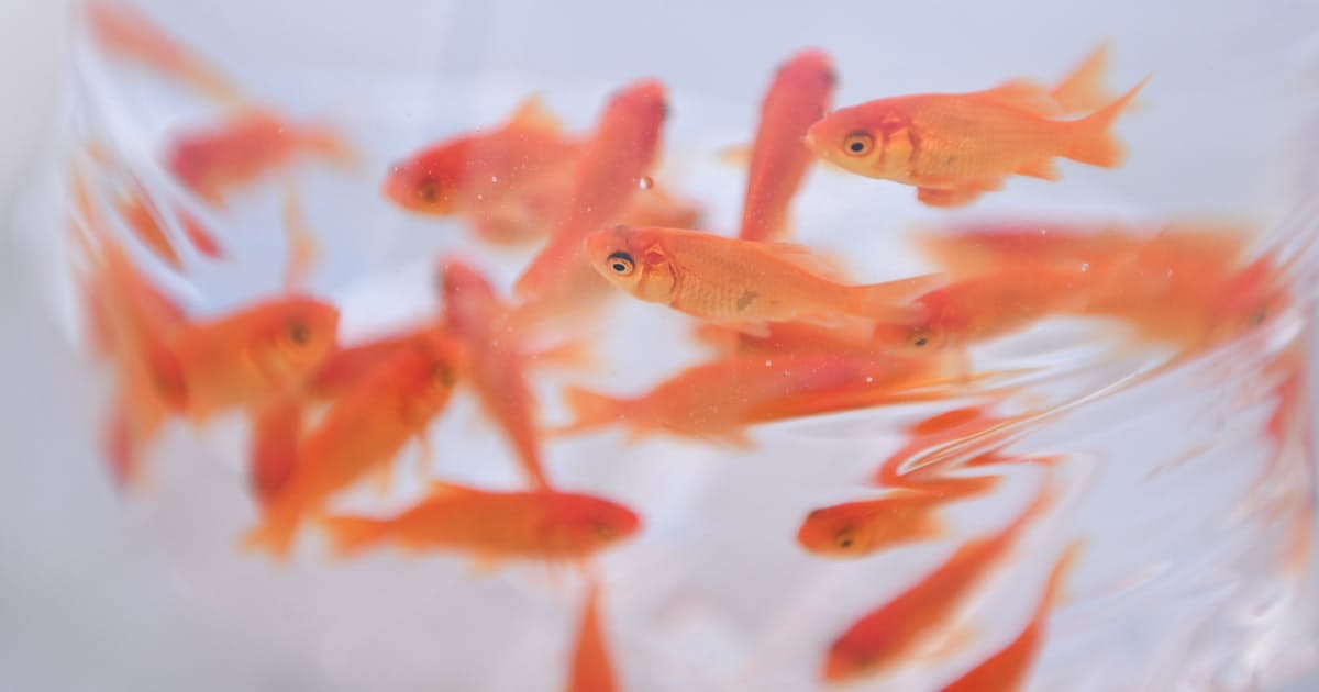 金魚養殖300年 大和郡山 需要激減 コロナで試練 日本経済新聞 金魚養殖300年 大和郡山 需要激減 コロナで試練 日本経済新聞