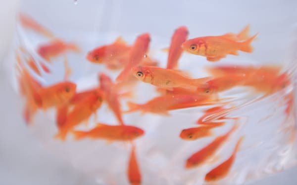 奈良県大和郡山市の「やまと錦魚園」から出荷される金魚=大岡敦撮影