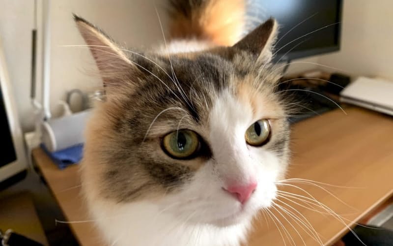 大阪府在住の女性(24歳)が飼育するノルウェージャンフォレストキャットのすももちゃん 大阪府在住の女性(24歳)が飼育するノルウェージャンフォレストキャットのすももちゃん