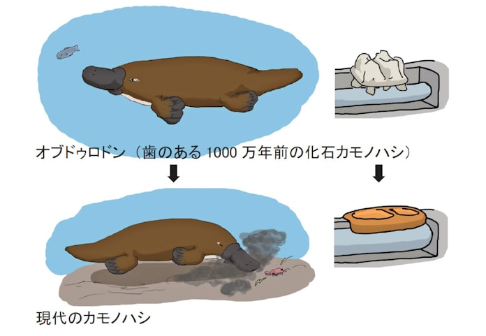 カモノハシに恋して研究 ふ化 広く魅力伝える 日本経済新聞 カモノハシに恋して研究 ふ化 広く魅力伝える 日本経済新聞