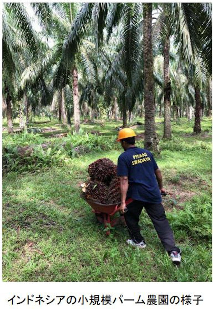 花王 インドネシアの小規模パーム農園の支援プログラム Smile を開始 日本経済新聞 花王 インドネシアの小規模パーム農園の支援プログラム Smile を開始 日本経済新聞