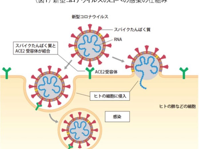 大幸薬品 二酸化塩素分子が新型コロナウイルスの感染を阻止するメカニズムを解明 日本経済新聞 大幸薬品 二酸化塩素分子が新型コロナウイルスの感染を阻止するメカニズムを解明 日本経済新聞