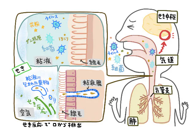 咳止めを使わずに咳を止める方法を教えて下さい 薬を使わずに咳を止 Yahoo 知恵袋