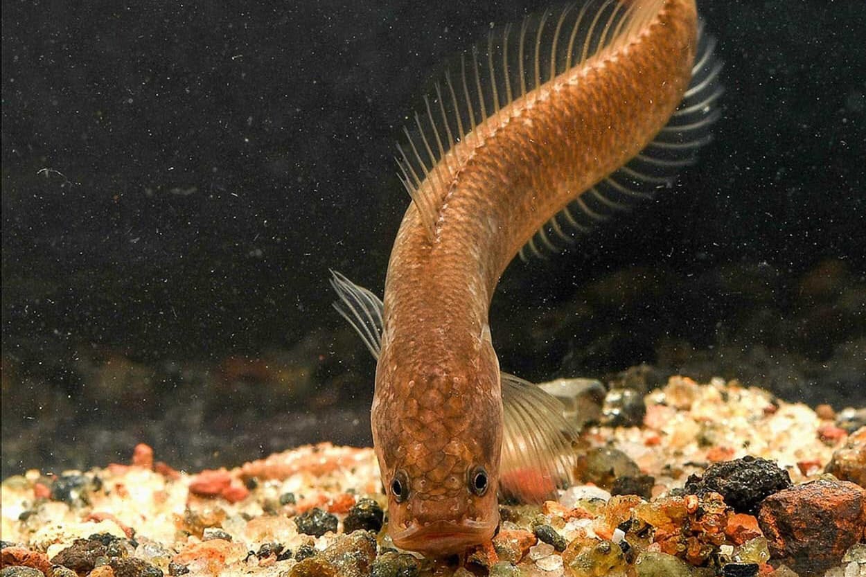 地下にすむ奇妙な魚 新種どころか新しい 科 だった Nikkei Style 地下にすむ奇妙な魚 新種どころか新しい 科 だった Nikkei Style