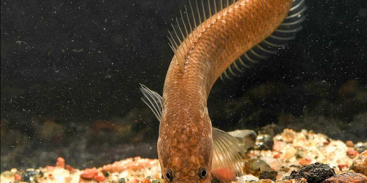 地下にすむ奇妙な魚 新種どころか新しい 科 だった Nikkei Style 地下にすむ奇妙な魚 新種どころか新しい 科 だった Nikkei Style