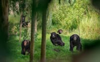 アフリカ東部のウガンダに暮らすチンパンジーの群れ。最上位のオスの中には、力による厳しい支配で権力を維持する個体もいれば、より穏やかな方法をとる個体もいる（PHOTOGRAPH BY RONAN DONOVAN, NAT GEO IMAGE COLLECTION）