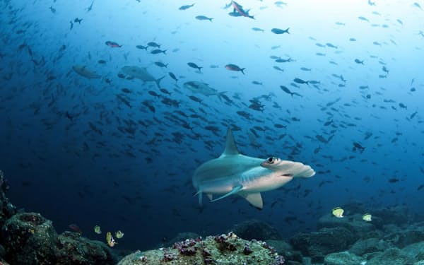 ガラパゴス諸島沖を泳ぐアカシュモクザメ。ヒレや肝油の需要が高い。国際自然保護連合（IUCN）は近絶滅種（critically endangered）に指定している（PHOTOGRAPH BY MICHELE WESTMORELAND, NATURE PICTURE LIBRARY）