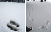 [左]　去年の成人の日の雪。去年は、踏むとシャーベット状になるような水気の多い雪だった
[右]　先週の雪。先週は踏んでも「キュッ」と音を立てるような乾いた雪だった。今回は、去年のような湿った雪が降る恐れがある