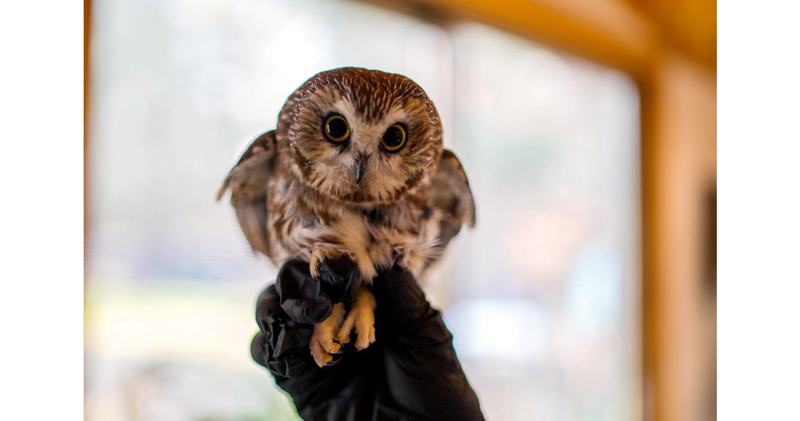 Nyのツリーにフクロウがなぜ 珍事件の一部始終 Nikkei Style