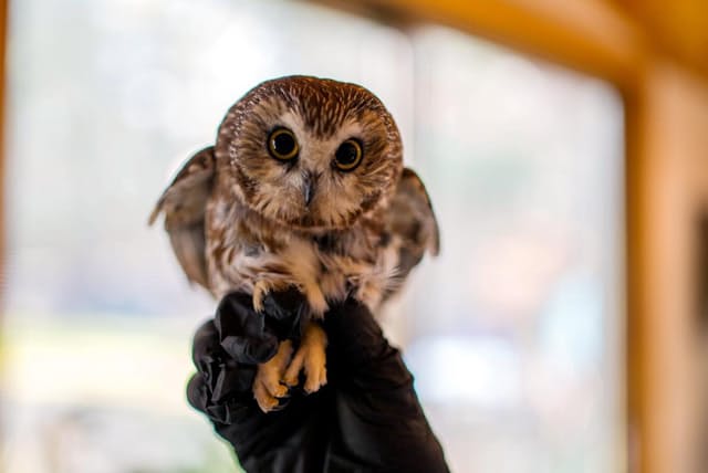 フクロウのロッキーに全米が恋した Nyのツリーにフクロウがなぜ 珍事件の一部始終 Nikkei Style