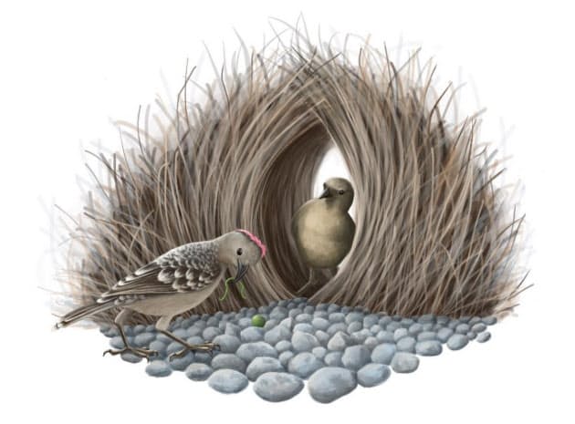 錯覚トリックでメスにアピール 錯視を使う動物のワザ Nikkei Style 錯覚トリックでメスにアピール 錯視を使う動物のワザ Nikkei Style