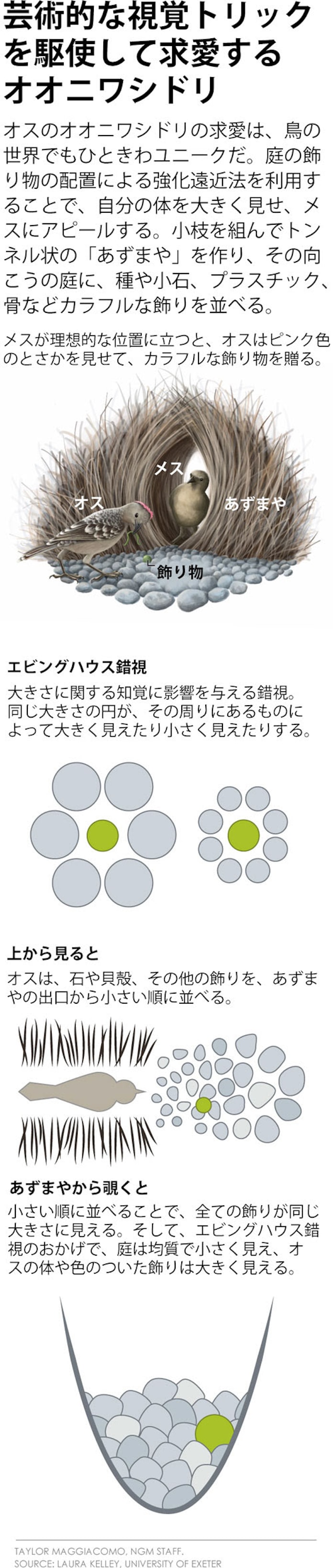 錯覚トリックでメスにアピール 錯視を使う動物のワザ 日本経済新聞 錯覚トリックでメスにアピール 錯視を使う動物のワザ 日本経済新聞