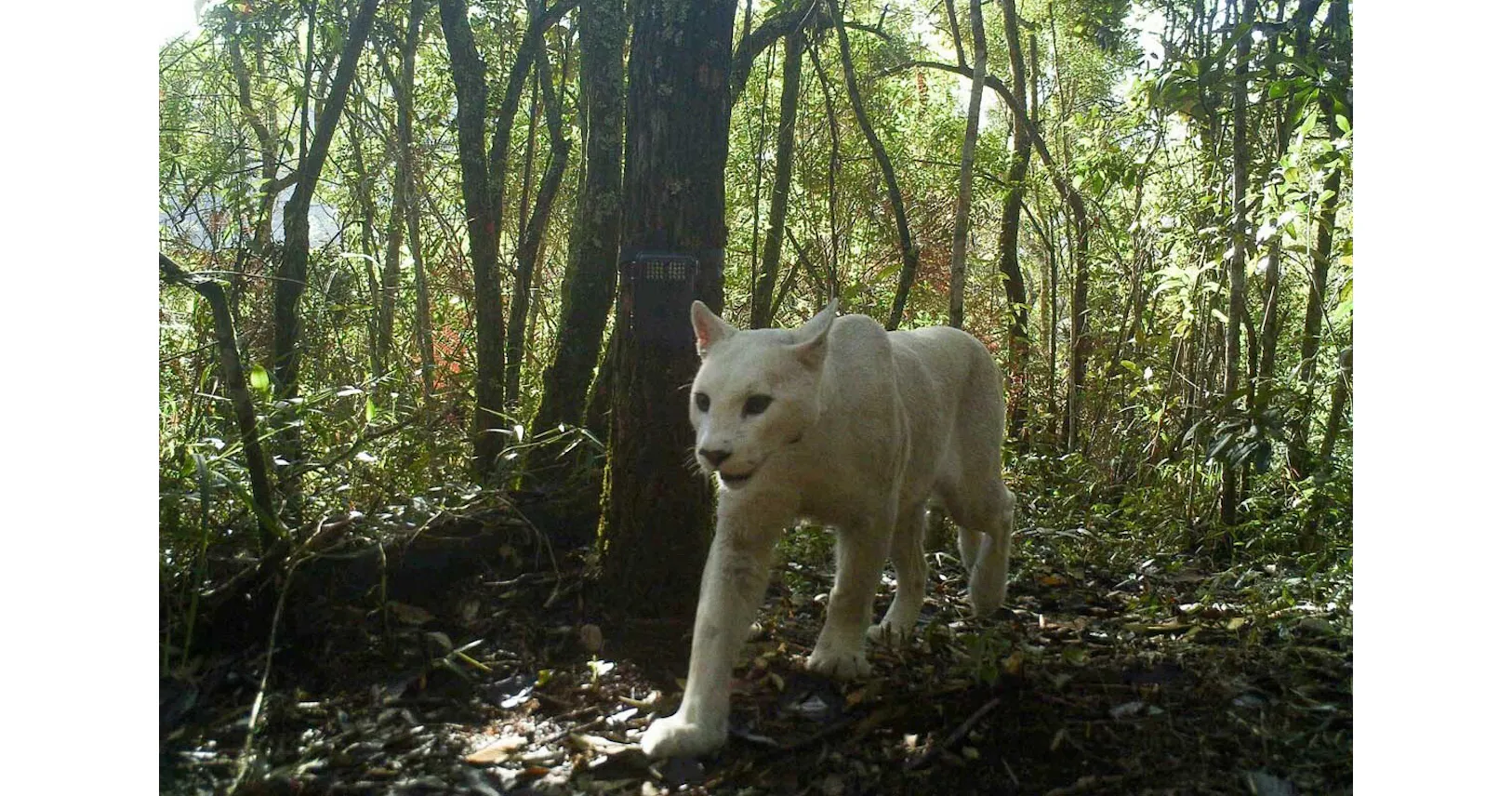 激レアな白いピューマ ブラジル育ち ネットを闊歩 Nikkei Style 激レアな白いピューマ ブラジル育ち ネットを闊歩 Nikkei Style