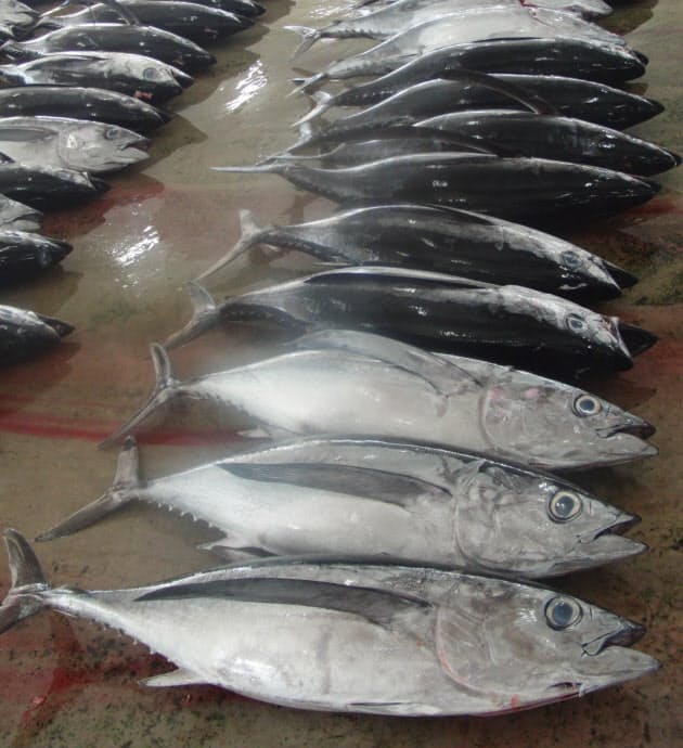 ツナ缶 マグロ缶 ではない 世界の主流はカツオ Nikkei Style ツナ缶 マグロ缶 ではない 世界の主流はカツオ Nikkei Style