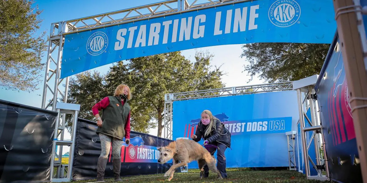 スピードを求めて 全米最速の犬 愛犬との絆 確かめるドッグレース Nikkei Style スピードを求めて 全米最速の犬 愛犬との絆 確かめるドッグレース Nikkei Style