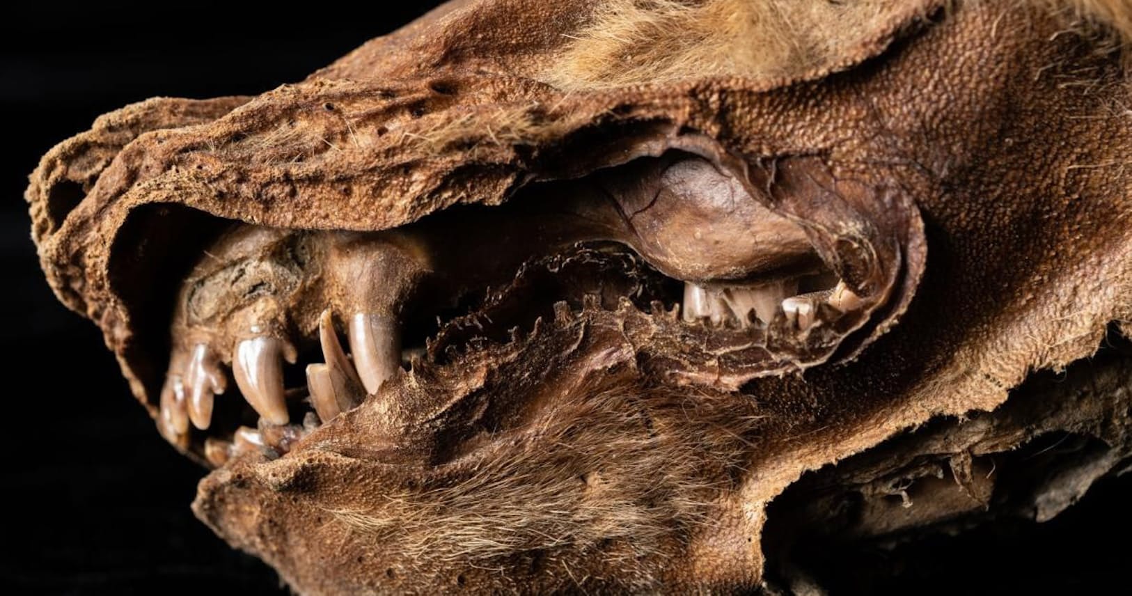 5 7万年前のお宝 消えたオオカミをミイラで発見 Nikkei Style 5 7万年前のお宝 消えたオオカミをミイラで発見 Nikkei Style