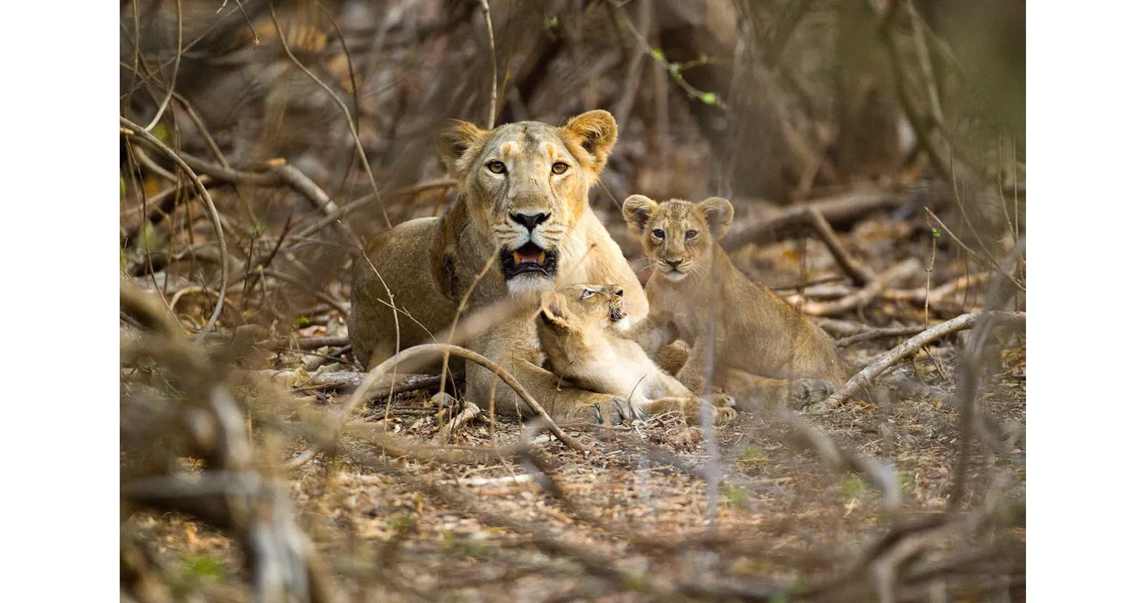 インドの母ライオン オスの 子殺し 封じる奇策 Nikkei Style インドの母ライオン オスの 子殺し 封じる奇策 Nikkei Style