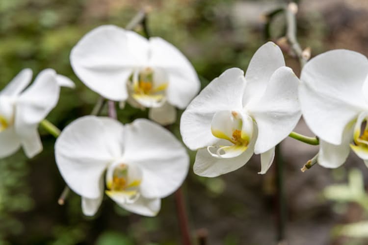 キャシー 松井氏の父 蘭の帝王 が見せた教育支援 Nikkei Style キャシー 松井氏の父 蘭の帝王 が見せた教育支援 Nikkei Style