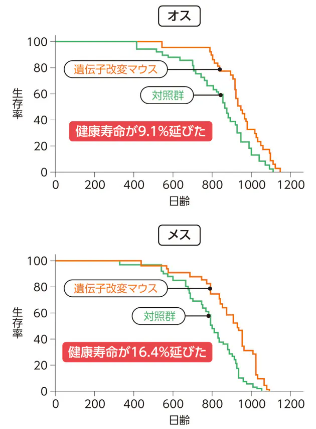 Nmnの効果が期待できるのは40 50代以降 老化を遅らせ 元気続く 最新研究が示す抗 Nikkei Style