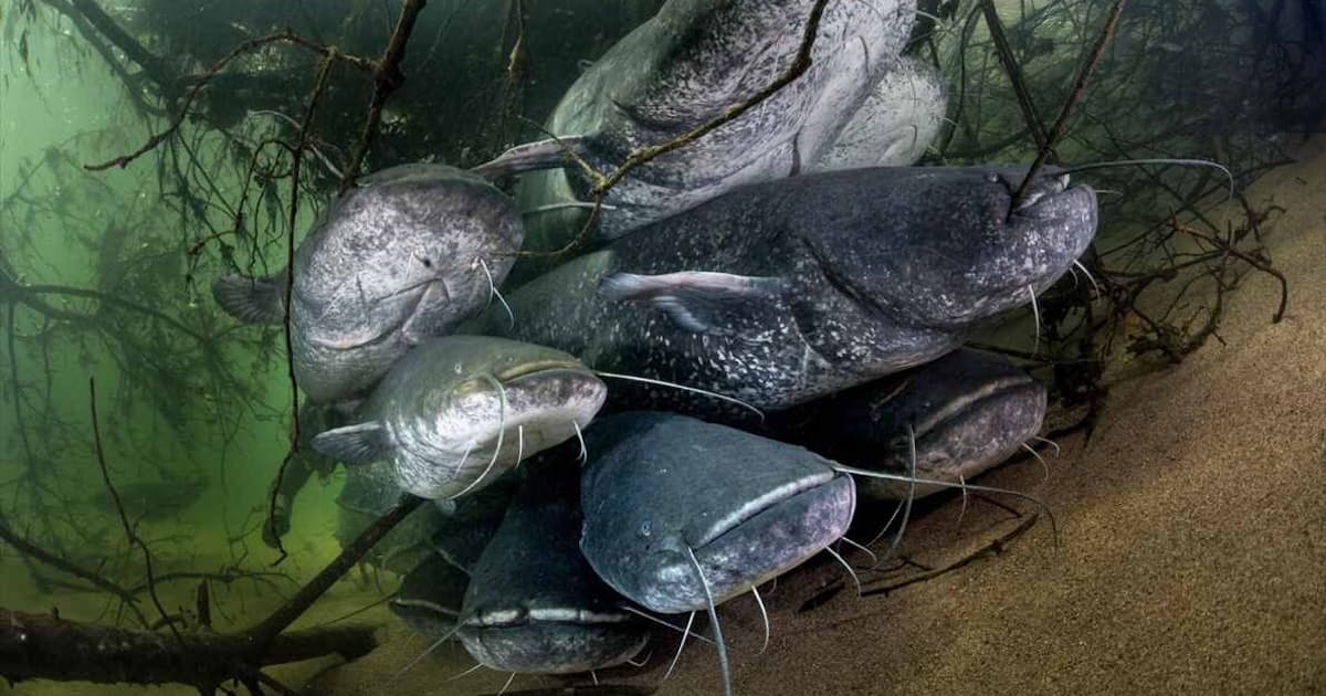 ハトを食べる東欧の巨大ナマズ 西欧で在来魚の脅威に 日本経済新聞 ハトを食べる東欧の巨大ナマズ 西欧で在来魚の脅威に 日本経済新聞