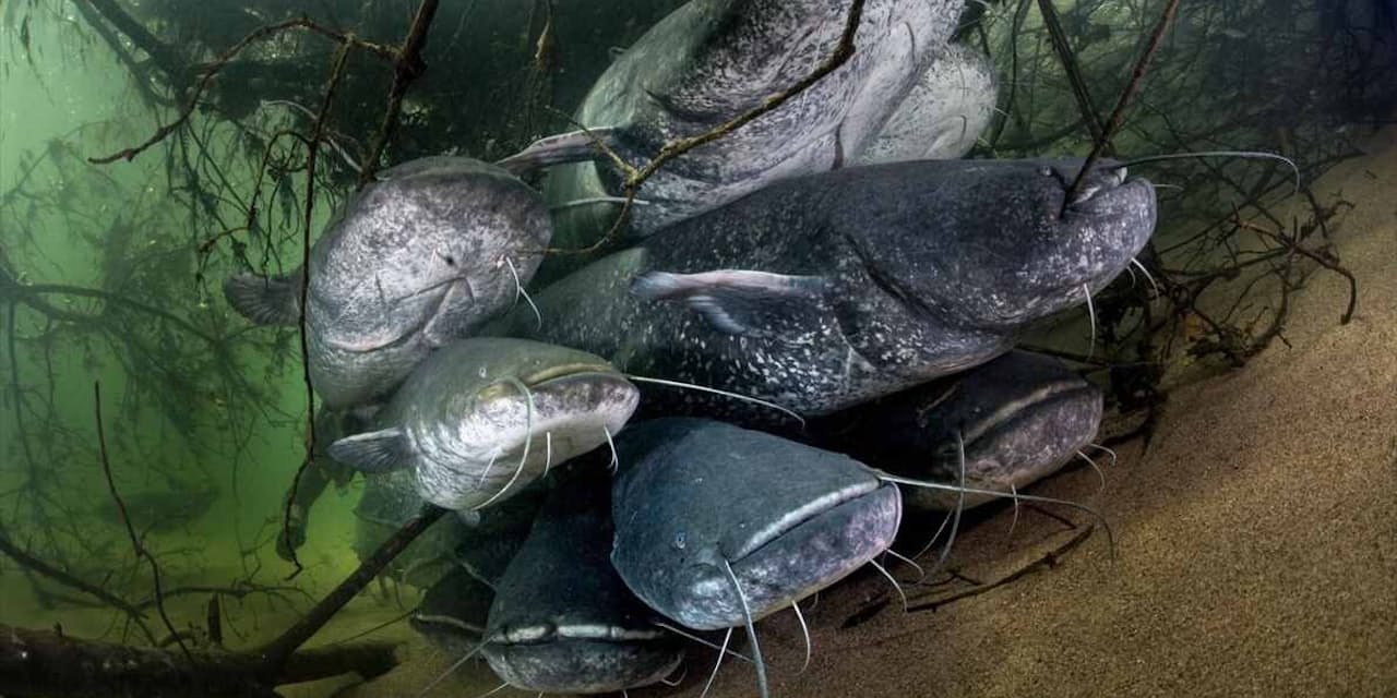 ハトを食べる東欧の巨大ナマズ 西欧で在来魚の脅威に Nikkei Style ハトを食べる東欧の巨大ナマズ 西欧で在来魚の脅威に Nikkei Style