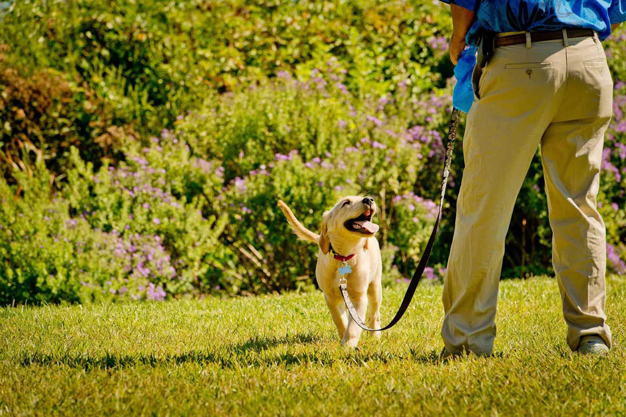 イヌは飼い主が一番なの 研究で判明 本当の気持ち Nikkei Style イヌは飼い主が一番なの 研究で判明 本当の気持ち Nikkei Style