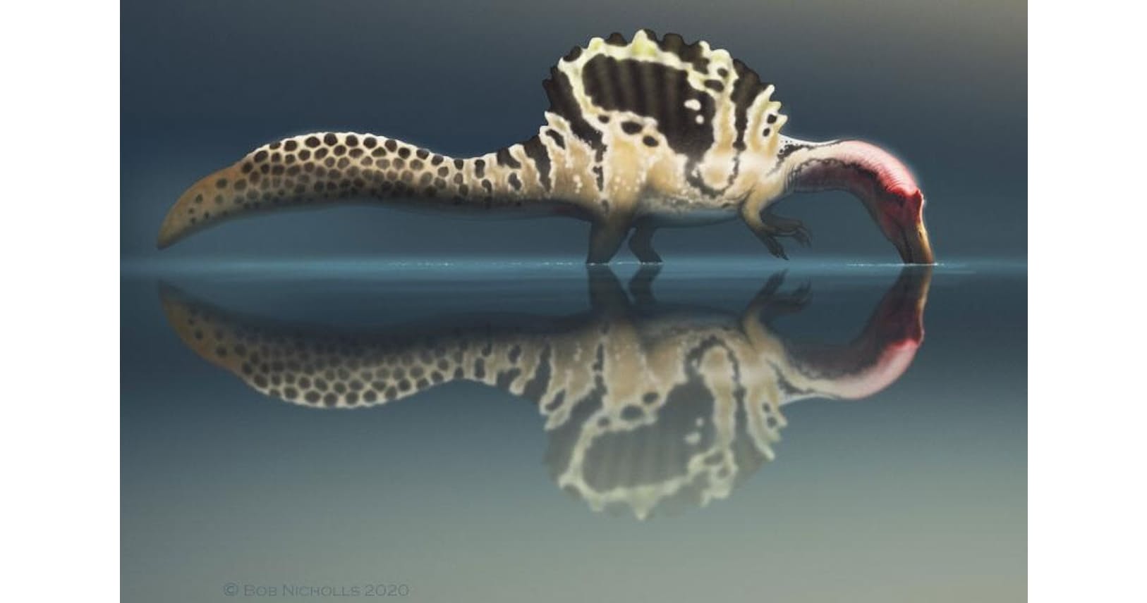 巨大な帆をもつ謎多き恐竜 獲物はどう捕まえた Nikkei Style 巨大な帆をもつ謎多き恐竜 獲物はどう捕まえた Nikkei Style