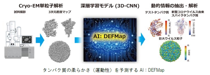 理研 京大 横浜市大 阪大 タンパク質の柔らかさを予測するaiについて発表 日本経済新聞 理研 京大 横浜市大 阪大 タンパク質の柔らかさを予測するaiについて発表 日本経済新聞